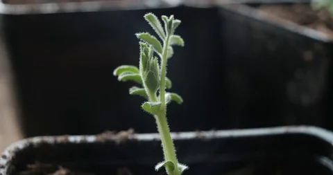 Garbanzo Sprout Closeup Stock Footage 128472376