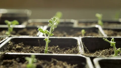 Garbanzo Sprout Stock Footage 128472456
