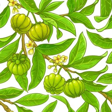Garcinia branches vector pattern Stock Illustration