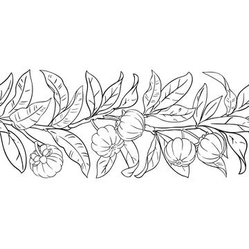 Garcinia Outline Horizontal Seamless Pattern. Stock Illustration