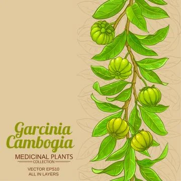 Garcinia vector background Stock Illustration