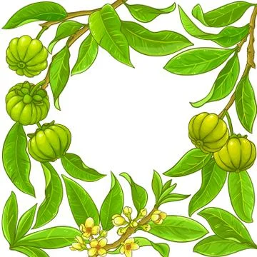 Garcinia vector frame Stock Illustration