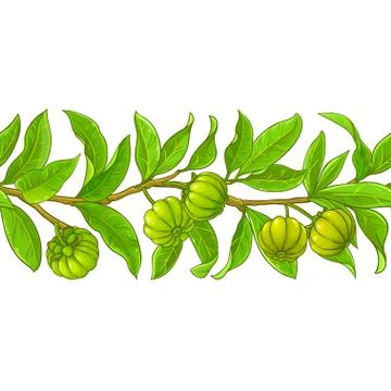 Garcinia vector pattern Stock Illustration