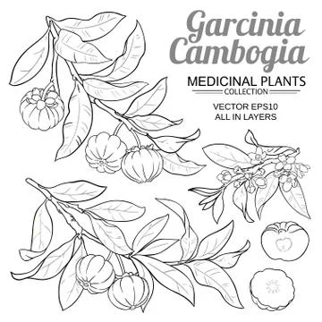 Garcinia vector set Stock Illustration