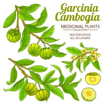 Garcinia vector set Stock-Illustration