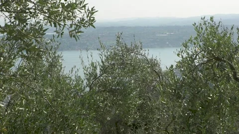  garda lake view mountains close olive trees in forground Video stock 133333249