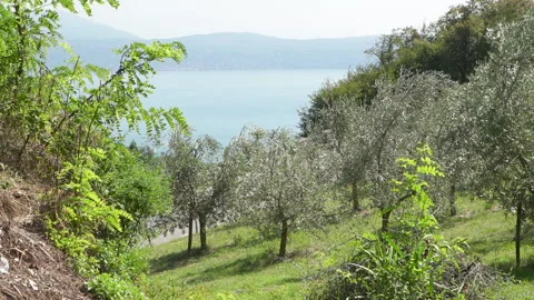 Garda lake view mountains Large olive trees in forground Video stock 133335820
