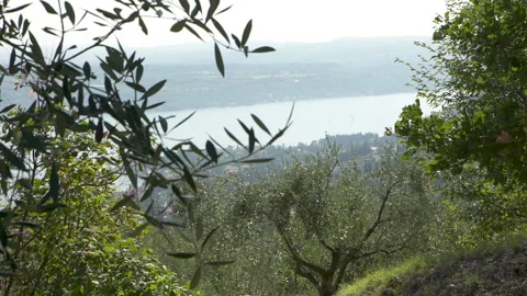 Garda lake view from mountains trees in foreground Video stock 133336143