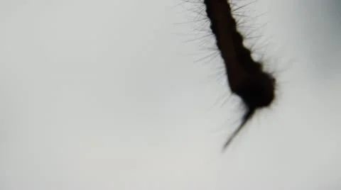 Garden 002 Stock Footage 12157964