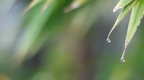 Garden 003 Stock Footage 12158852