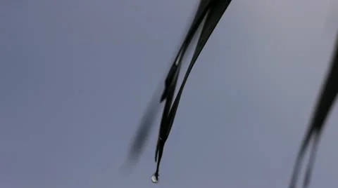 Garden 005 Stock Footage 12164895