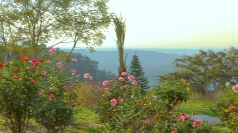 Garden 01 Video stock 89568000