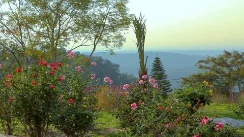 Garden 02 Stock Footage 89568019