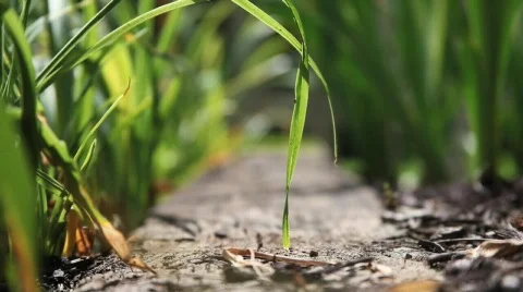 In the Garden 1 Stock Footage 760940