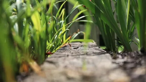 In the Garden 2 Stock Footage 760938