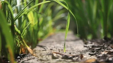 In the Garden 3 Stock Footage 760935