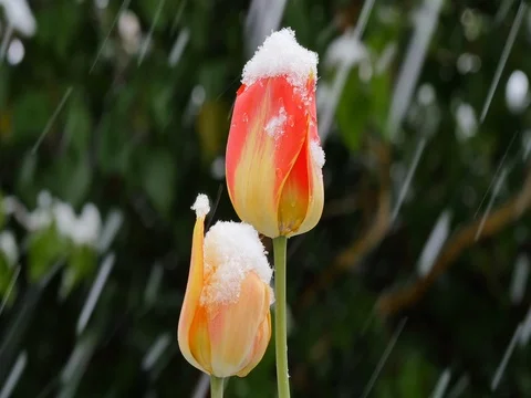 Garden  after sudden snowfall in april Stock Footage 75036670