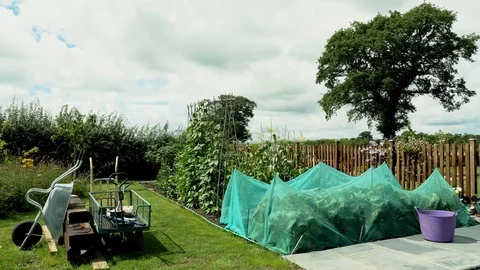 Garden allotment vegetable plot Stock Footage 78177772