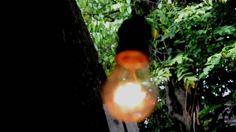 Garden and lighting Stock-Footage 230212454