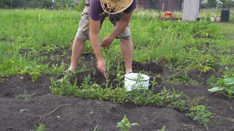 The garden and the man 4K Stock Footage 320868573