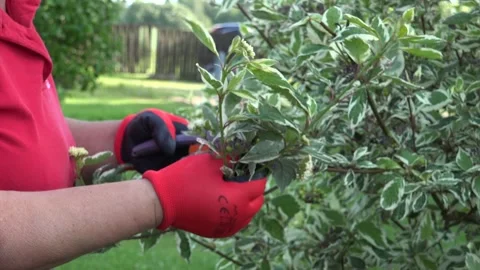 Garden and Pruning done by a professional Stock Footage 239600276