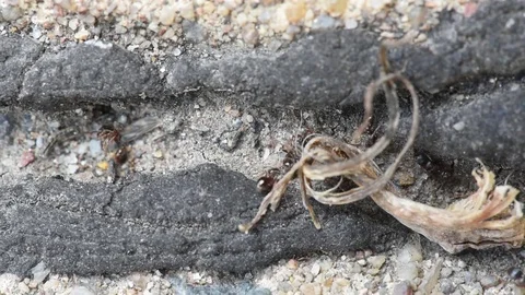 Garden ants close up Stock Footage 76127873