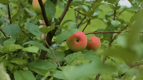 The garden apple on a branch Stock Footage 80380735
