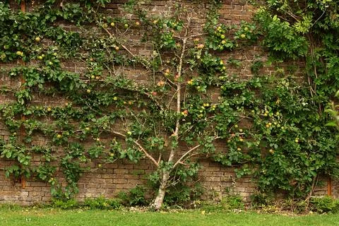 Garden with apple tree. Stock Photos