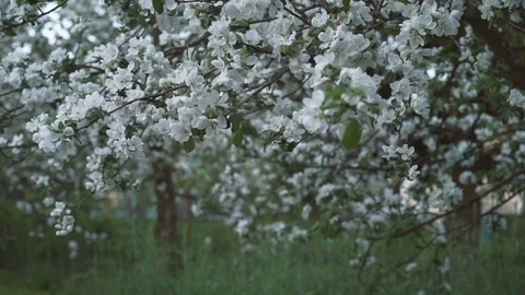 Garden with apple trees in blossom Stock Footage 71062030