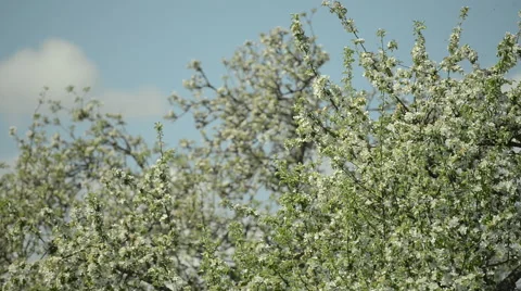 Garden of Apple trees Blossoming Stock Footage 63613660