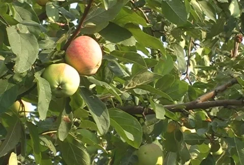 Garden of apple-trees 動画素材 830072