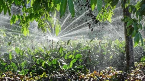 Garden automatic Irrigation system spray watering lawn Stock Photos