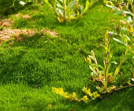 Garden background Stock Photos