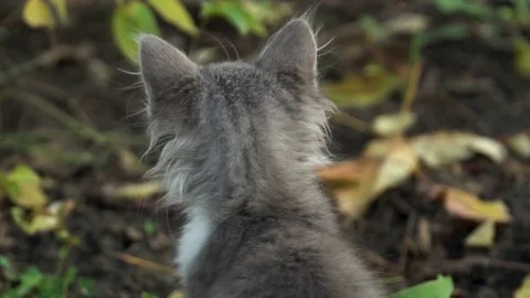 In the garden in the backyard a small kitten sits and turns his head into a fram Vídeos de archivo 82730990