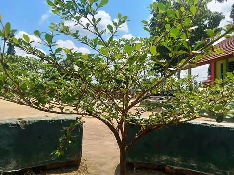 Garden banyan tree Stock Photos