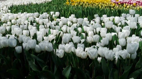 Garden beautiful flowers nature Stock Footage