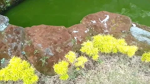 Garden beautiful water Stock Footage 217419892