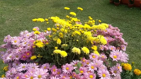 Garden Beauty Stock Footage 126268741