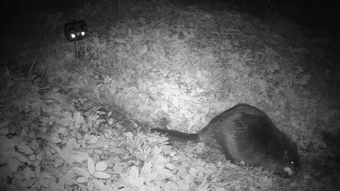 In garden beaver is not afraid of  electronic scarecrow and collects apples Stock Footage 270769102