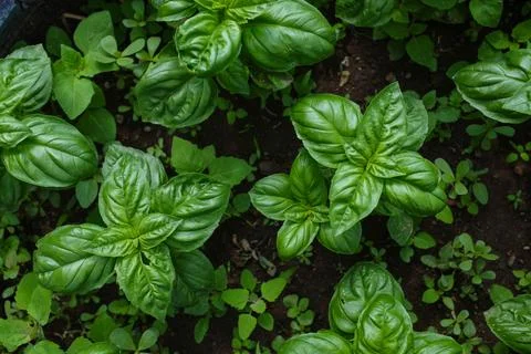 Garden bed of basil Stock Photos