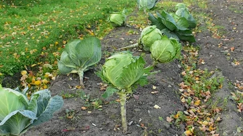 Garden bed with cabbage Vidéo 139972018
