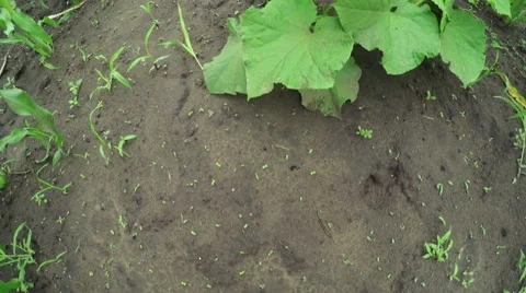 Garden bed cucumbers 스톡 동영상 51618324