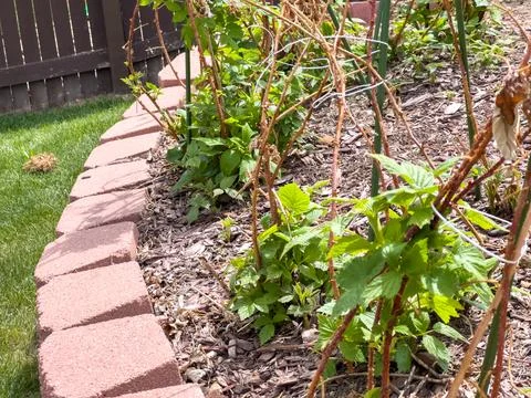 Garden Bed with Early Spring Leaf Buds Stock Photos