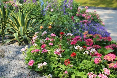 A garden bed filled with various types of geraniums, including red and pink.. Stock Photos