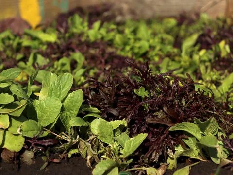 Garden bed filled with various types of green and purple plants growing under Stock-Fotos