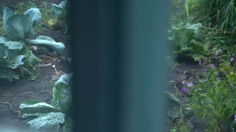 Garden bed with growing white cabbage in the evening outside the window Stock Footage 233101245