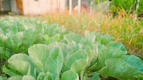 A garden bed with growing white cabbage is being sprayed with a sprayer, close Stock Footage 312930621