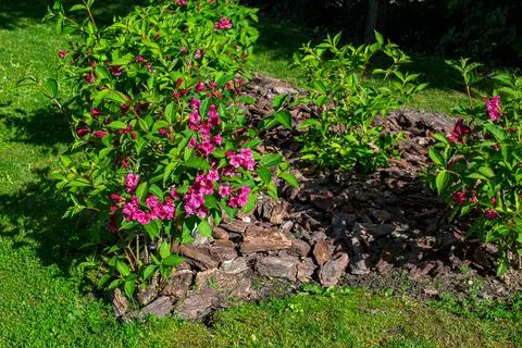 Garden bed with mulched tree bark blooming flowers with green leaves. Stock Photos