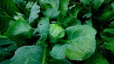 Garden bed of regrown white cabbages Video stock 331832903