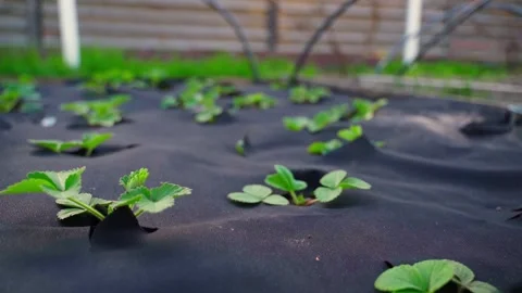 A garden bed with strawberries, early spring. The soil is covered with black Stock Footage 311565996